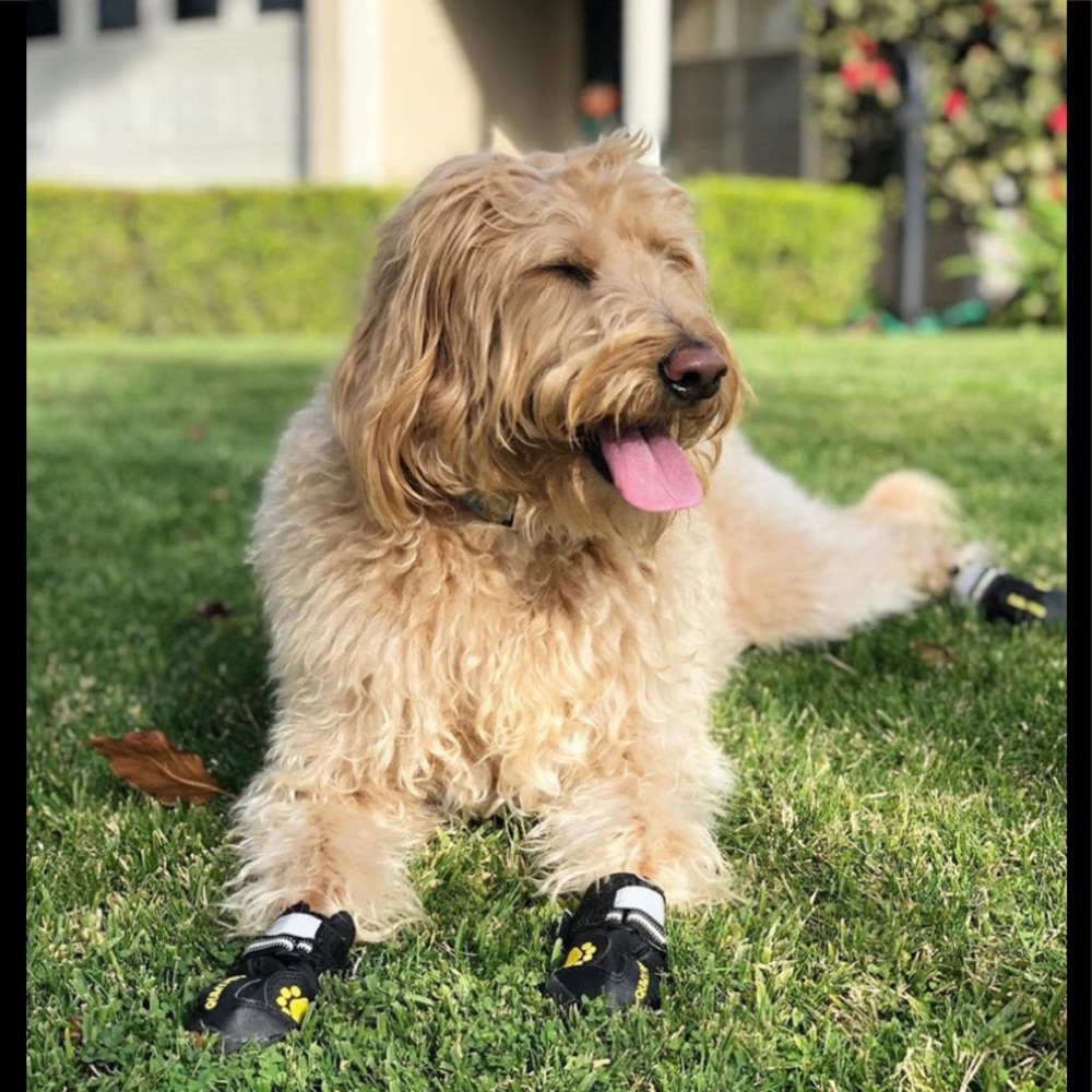NWT doggie shoes - Picture 1 of 3